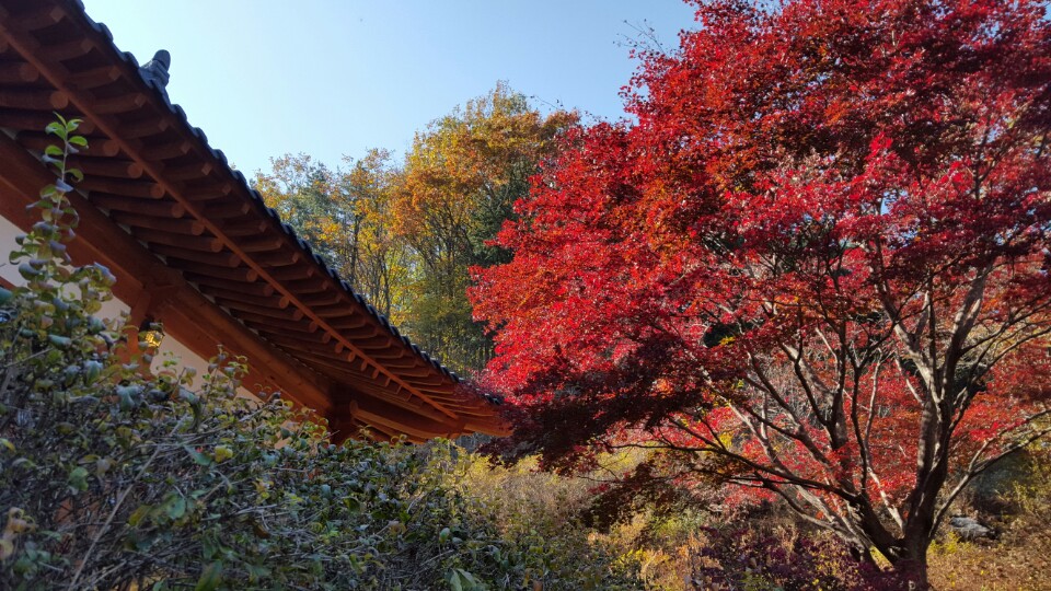 Traditional Korean architecture surrounded by red autumn leaves