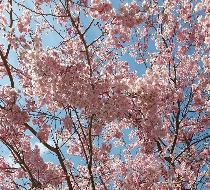 Pink cherry blossoms in full bloom under a blue spring sky in Korea
