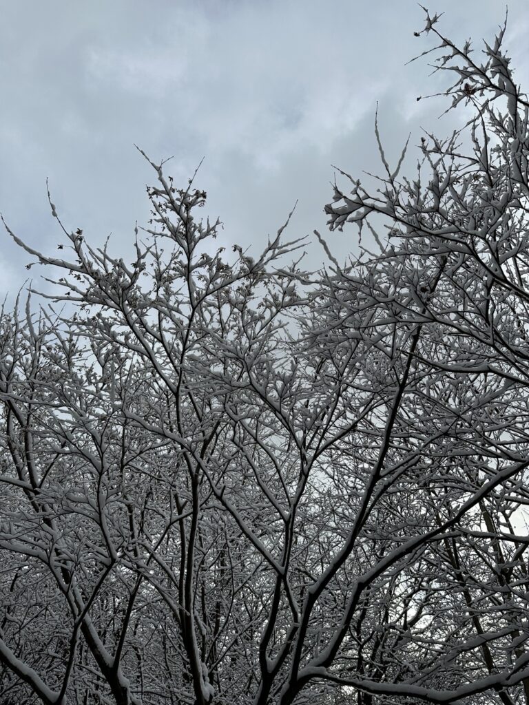Snow-covered tree branches on a cold winter day in Korea