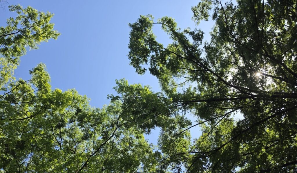 Lush green tree canopy under a clear blue sky in Korea in early summer