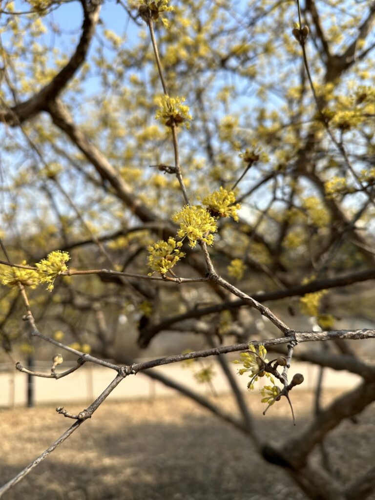 Yellow spring blossoms beginning to bloom in Korea in March