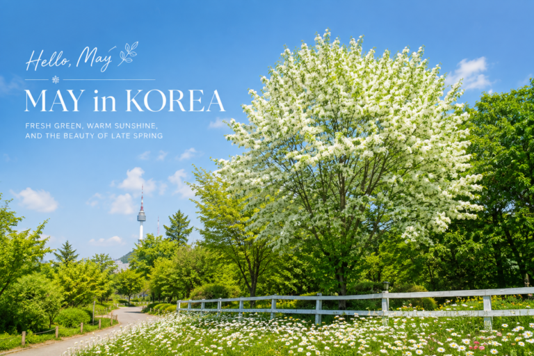 White fringe tree in full bloom on a sunny May day in Seoul