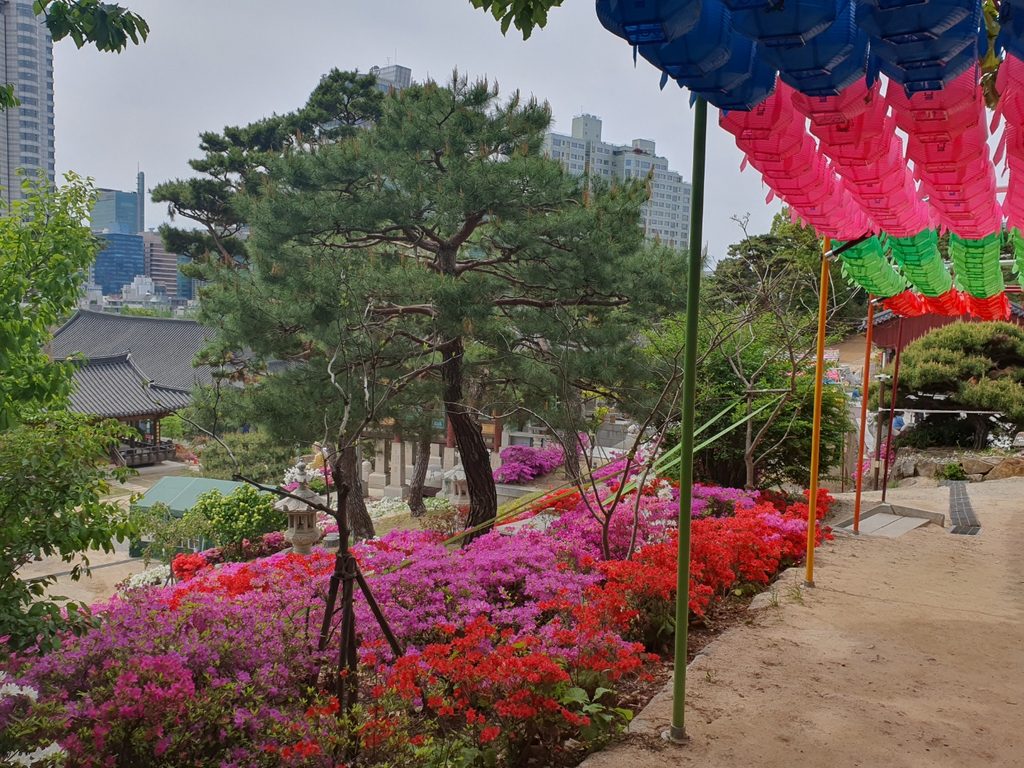 Colorful lotus lanterns and spring flowers at Bongeunsa Temple in Seoul in May