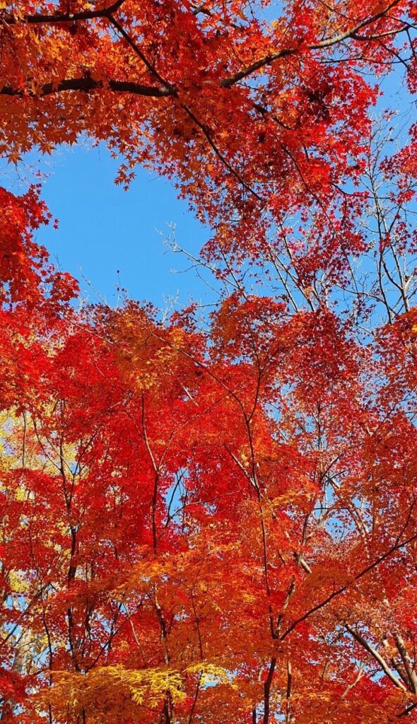 Brilliant red autumn maple leaves against a clear blue sky in Korea