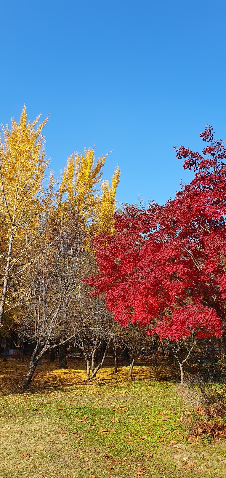 Red and golden autumn foliage under a clear blue sky in Korea in November