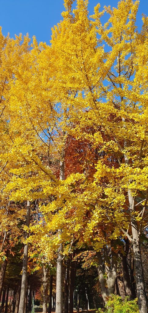 Golden ginkgo trees on a sunny November day in Seoul