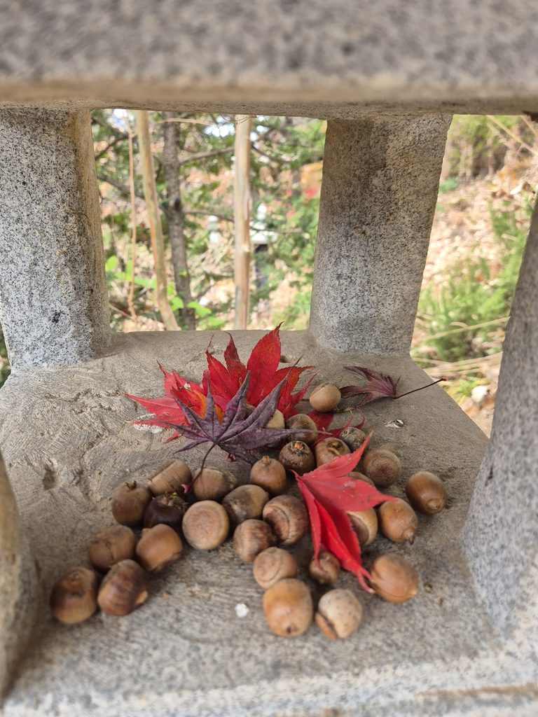 Acorns and red maple leaves in Korea at the end of autumn