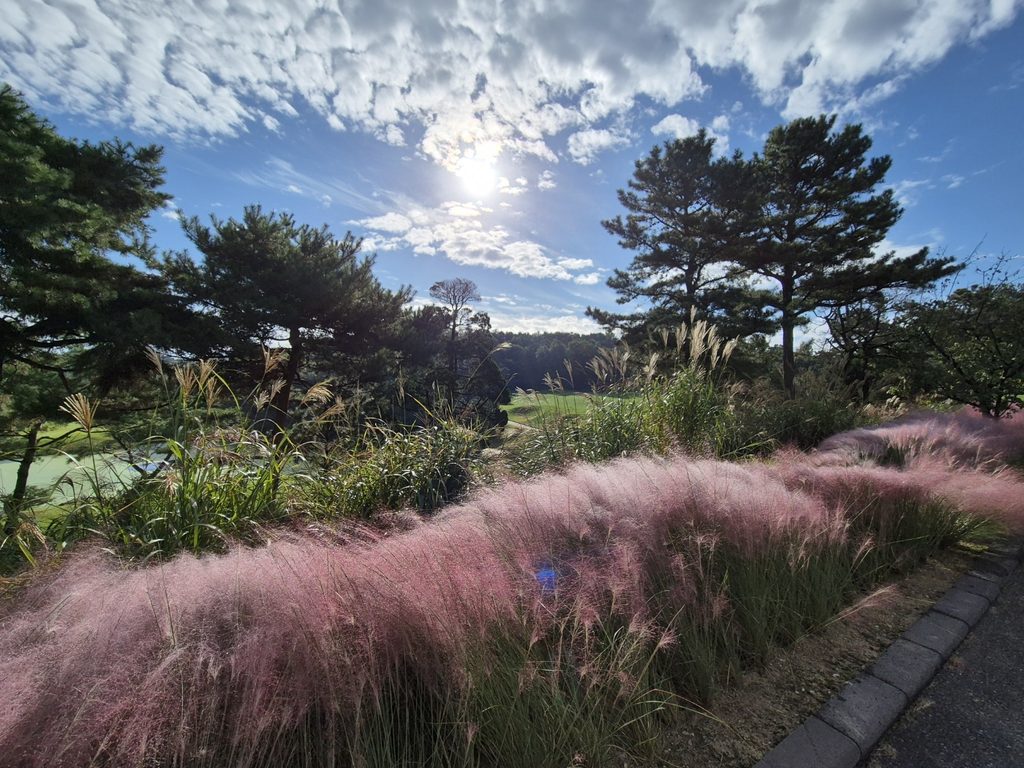 Pink muhly grass glowing in the October sunshine in Korea