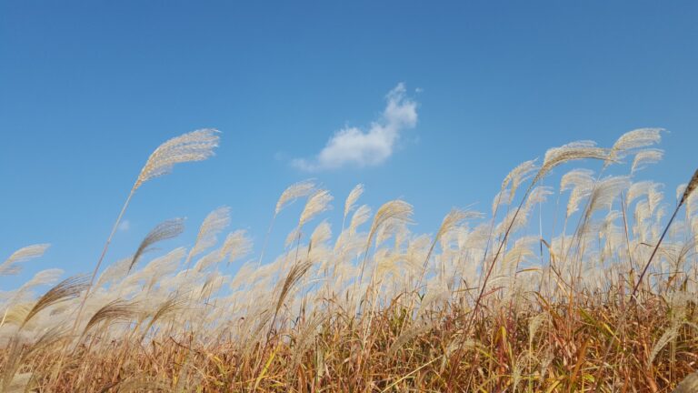 Silver grass under a clear blue sky in Seoul in October