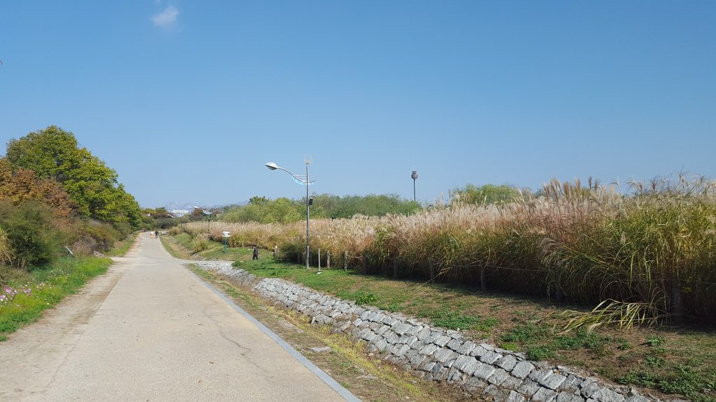 Walking path through silver grass in Seoul during October