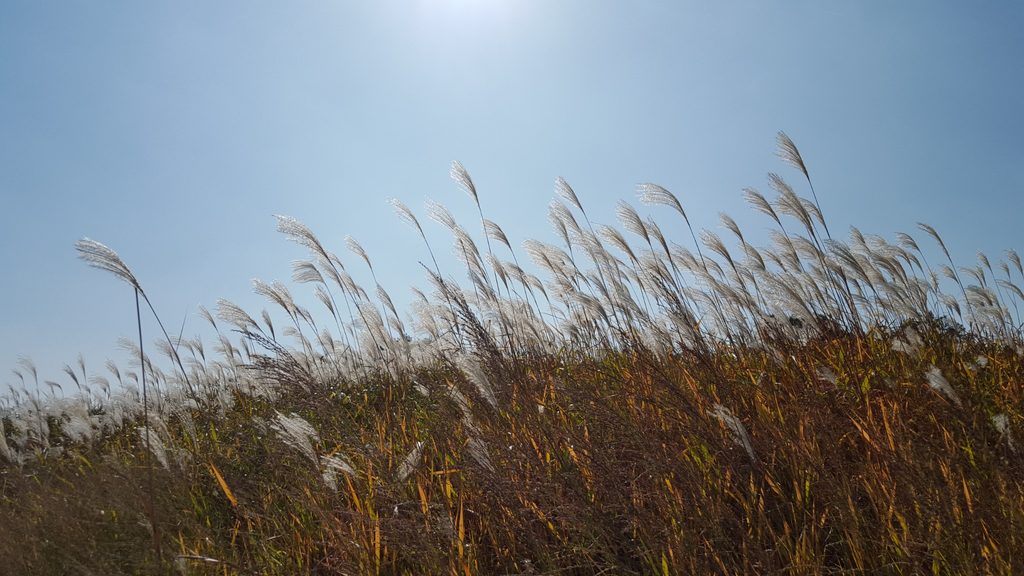 Silver grass blowing in the autumn breeze under a blue Korean sky