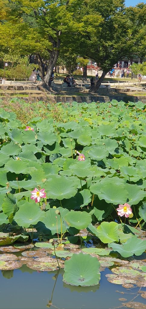 Lotus pond at Gyeongbokgung Palace in summer